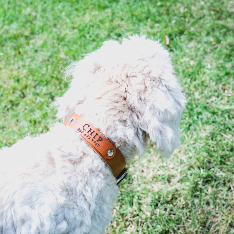 Customized Leather Dog Collar